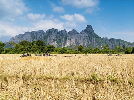 dự đoán bạch thủ