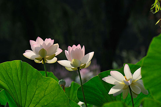 du doan trung thuong mien bac